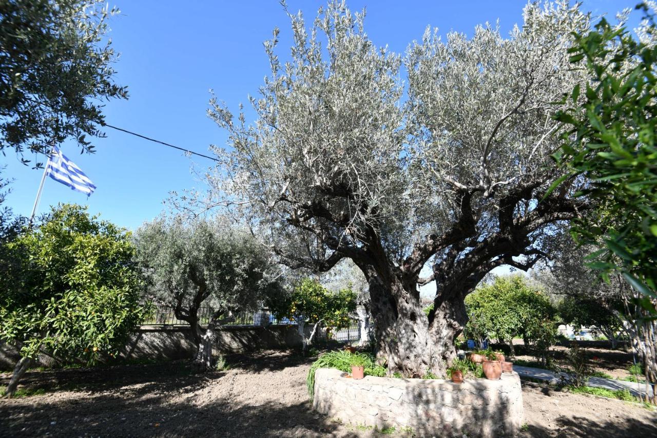 Villa Kavalino Kolymbia Extérieur photo